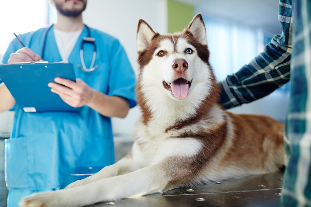 Importance of Pet Wellness Care: A Guide to Ensuring Lifelong Health and Happiness